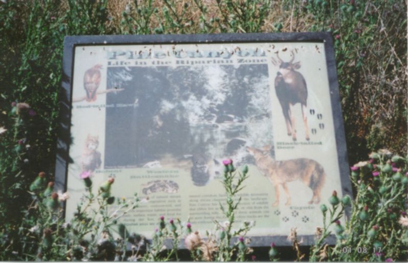 idlehands3a.jpg (71889 bytes)